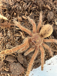 Dodoma Baboon Tarantula (Pterinochilus lugardi) 1"+ (Sling)