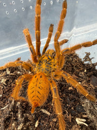 Usambara Orange Starburst Tarantula (Pterinochilus murinus 'Usambara' RCF) Sexed Pair Subadult/Adult (Sexed Pair: 1M + 1F)