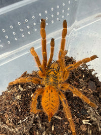 Usambara Orange Starburst Tarantula (Pterinochilus murinus 'Usambara' RCF) Sexed Pair Subadult/Adult (Sexed Pair: 1M + 1F)