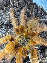 Usambara Orange Starburst Tarantula (Pterinochilus murinus 'Usambara' RCF) Sexed Pair Subadult/Adult (Sexed Pair: 1M + 1F)