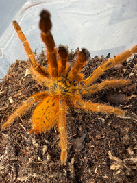 Usambara Orange Starburst Tarantula (Pterinochilus murinus 'Usambara' RCF) Sexed Pair Subadult/Adult (Sexed Pair: 1M + 1F)
