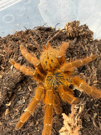 Usambara Orange Starburst Tarantula (Pterinochilus murinus 'Usambara' RCF) Sexed Pair Subadult/Adult (Sexed Pair: 1M + 1F)