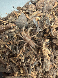 Dak Man Earth Tiger Tarantula (Selenocosmiinae sp. 'Dak Man') 1/4-1/2" (Sling)