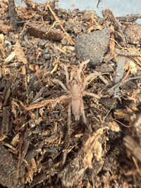Dak Man Earth Tiger Tarantula (Selenocosmiinae sp. 'Dak Man') 1/4-1/2" (Sling)