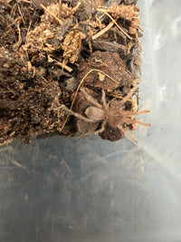 Dak Man Earth Tiger Tarantula (Selenocosmiinae sp. 'Dak Man') 1/4-1/2" (Sling)