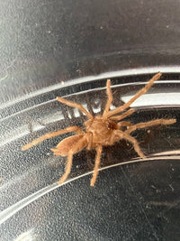 Philippine Tangerine Tarantula (Selenobrachys philippinus) 0.75" (Sling)