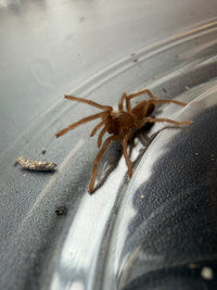 Philippine Tangerine Tarantula (Selenobrachys philippinus) 0.75" (Sling)