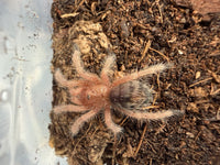Peruvian Flame Rump Tarantula (Thrixopelma ockerti) 3/4-1" (Sling)