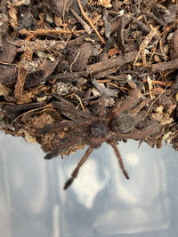 Purple Tree Spider (Tapinauchenius plumipes) 0.75-1" (Sling)