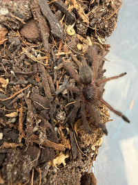 Purple Tree Spider (Tapinauchenius plumipes) 0.75-1" (Sling)
