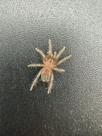 Mexican Red Rump Tarantula (Tliltocatl vagans) 0.75-1" (Sling)