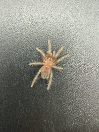 Mexican Red Rump Tarantula (Tliltocatl vagans) 0.75-1" (Sling)