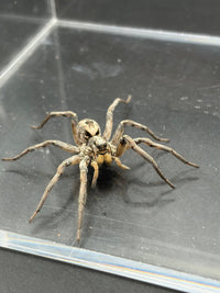 Carolina Wolf Spider, Hogna carolinensis, image 2