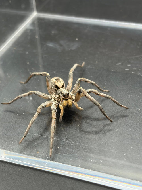 Carolina Wolf Spider, Hogna carolinensis, image 2