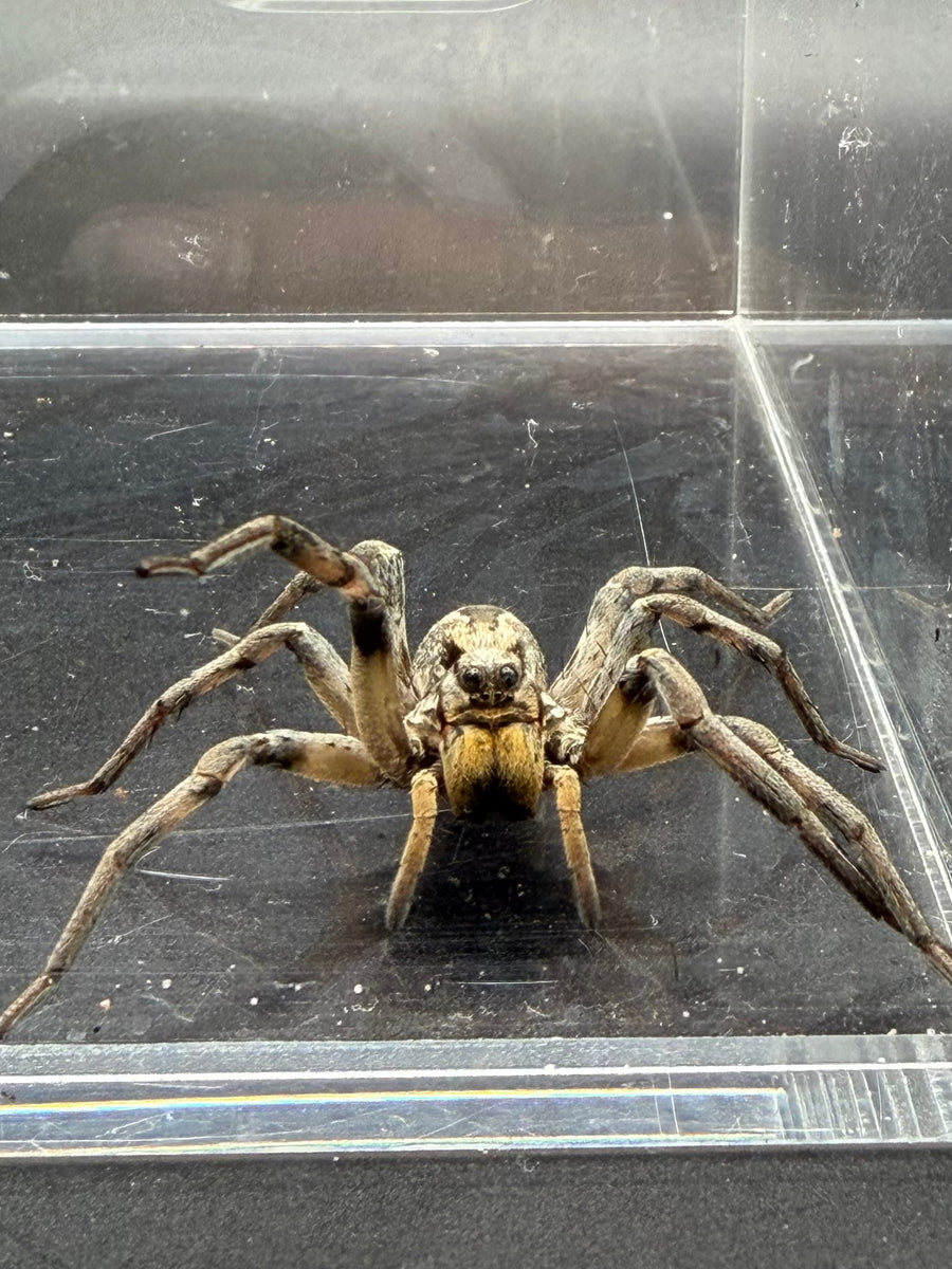 Carolina Wolf Spider, Hogna carolinensis