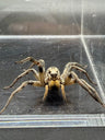 Carolina Wolf Spider, Hogna carolinensis