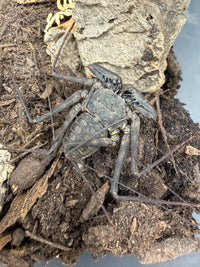 Central American Whipspider (Phrynus maesi), image 1