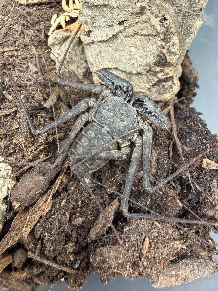 Central American Whipspider (Phrynus maesi), image 1