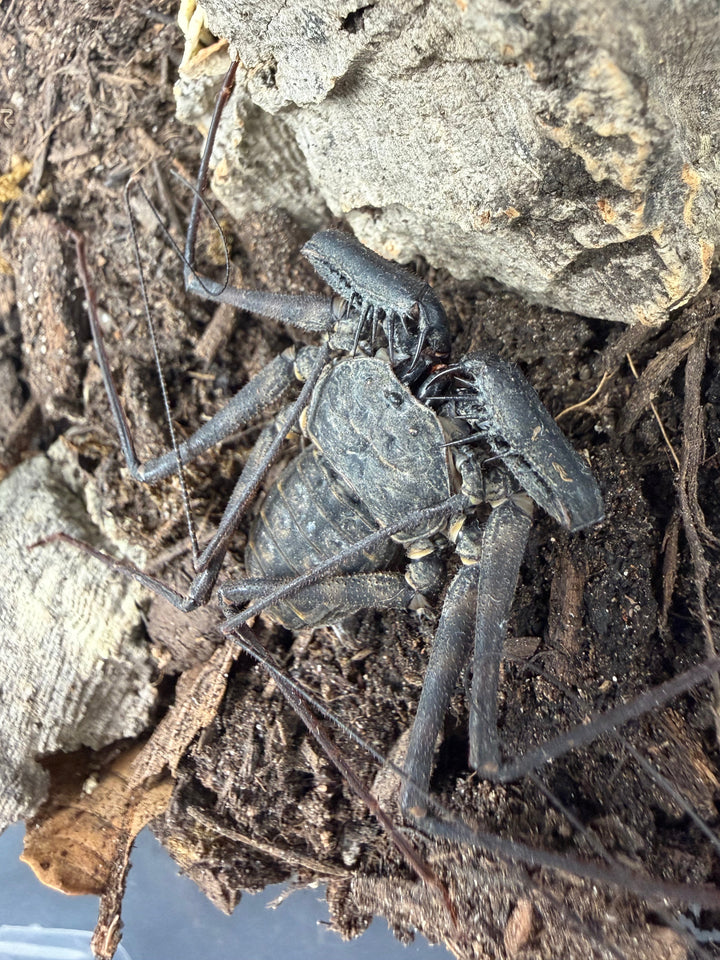 Central American Whipspider (Phrynus maesi), image 2