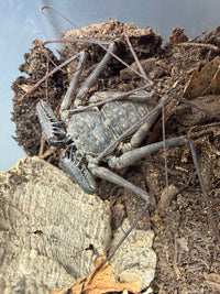 Central American Whipspider (Phrynus maesi), image 3
