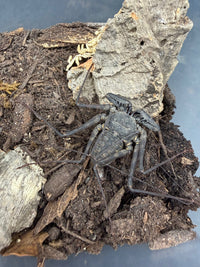 Central American Whipspider (Phrynus maesi), image 4
