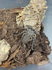Central American Whipspider (Phrynus maesi), image 5