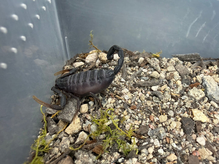 Central Morocco Scorpion (Hottentotta gentili), image 1