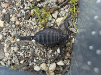Central Morocco Scorpion (Hottentotta gentili), image 2