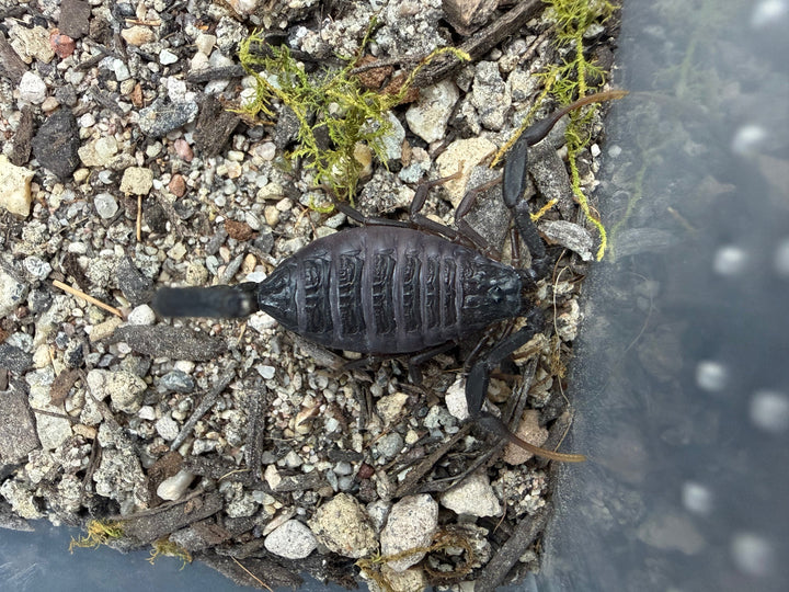 Central Morocco Scorpion (Hottentotta gentili), image 2