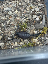 Central Morocco Scorpion (Hottentotta gentili)