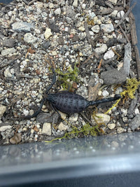 Central Morocco Scorpion (Hottentotta gentili), image 3