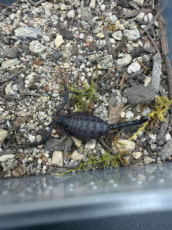 Central Morocco Scorpion (Hottentotta gentili), image 3