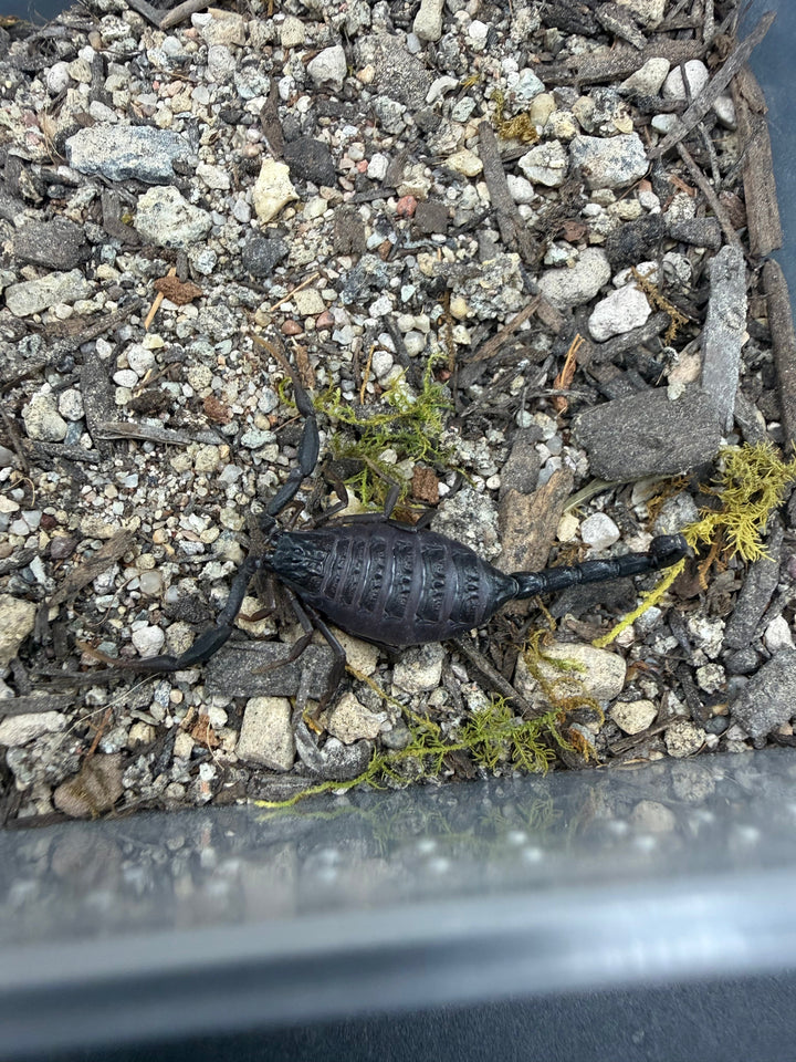 Central Morocco Scorpion (Hottentotta gentili), image 3