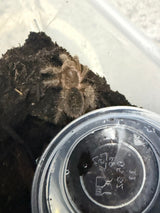 Chaco Golden Knee Tarantula (Grammostola pulchripes)