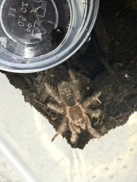 Chaco Golden Knee Tarantula (Grammostola pulchripes), image 2