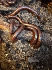 Group of Chocolate Desert Millipedes (Orthoporus ornatus) on dry substrate and wood, sold as a 10 count lot