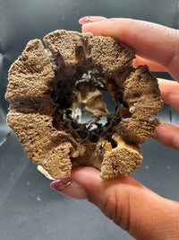 Cholla Wood, cross-section detail