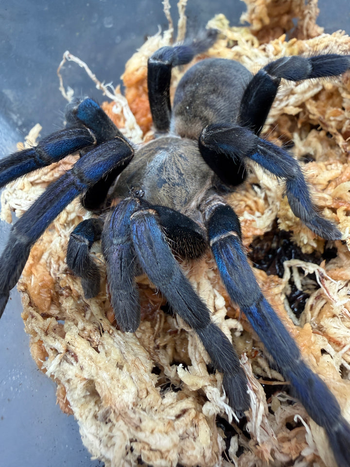 Cobalt Blue Tarantula (Melopoeus lividus), blue legs and dark body on moss