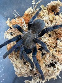 Cobalt Blue Tarantula (Melopoeus lividus), overhead view with legs spread on moss