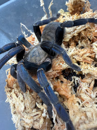 Cobalt Blue Tarantula (Melopoeus lividus), close-up of blue legs and grey carapace