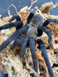 Cobalt Blue Tarantula (Melopoeus lividus), front view with blue legs on moss
