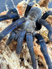 Cobalt Blue Tarantula (Melopoeus lividus), close-up of its carapace and front legs