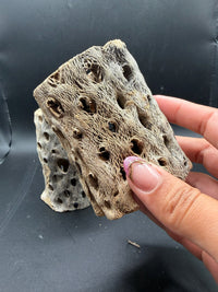 Coconut Hide, size comparison