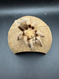 Tarantula using Coconut Hide