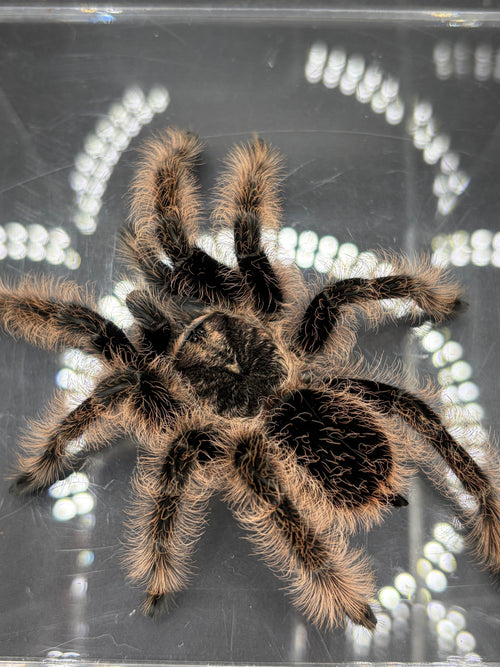 Curly Hair Tarantula, Tliltocatl albopilosus, image 2