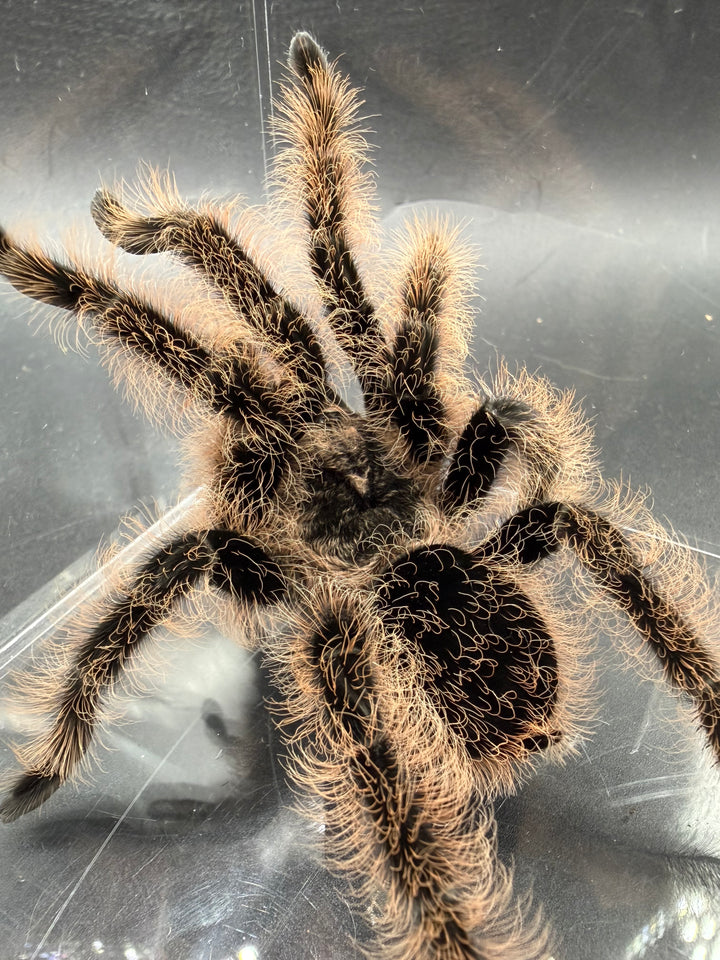 Curly Hair Tarantula, Tliltocatl albopilosus, image 3