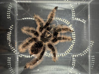 Curly Hair Tarantula, Tliltocatl albopilosus, image 4