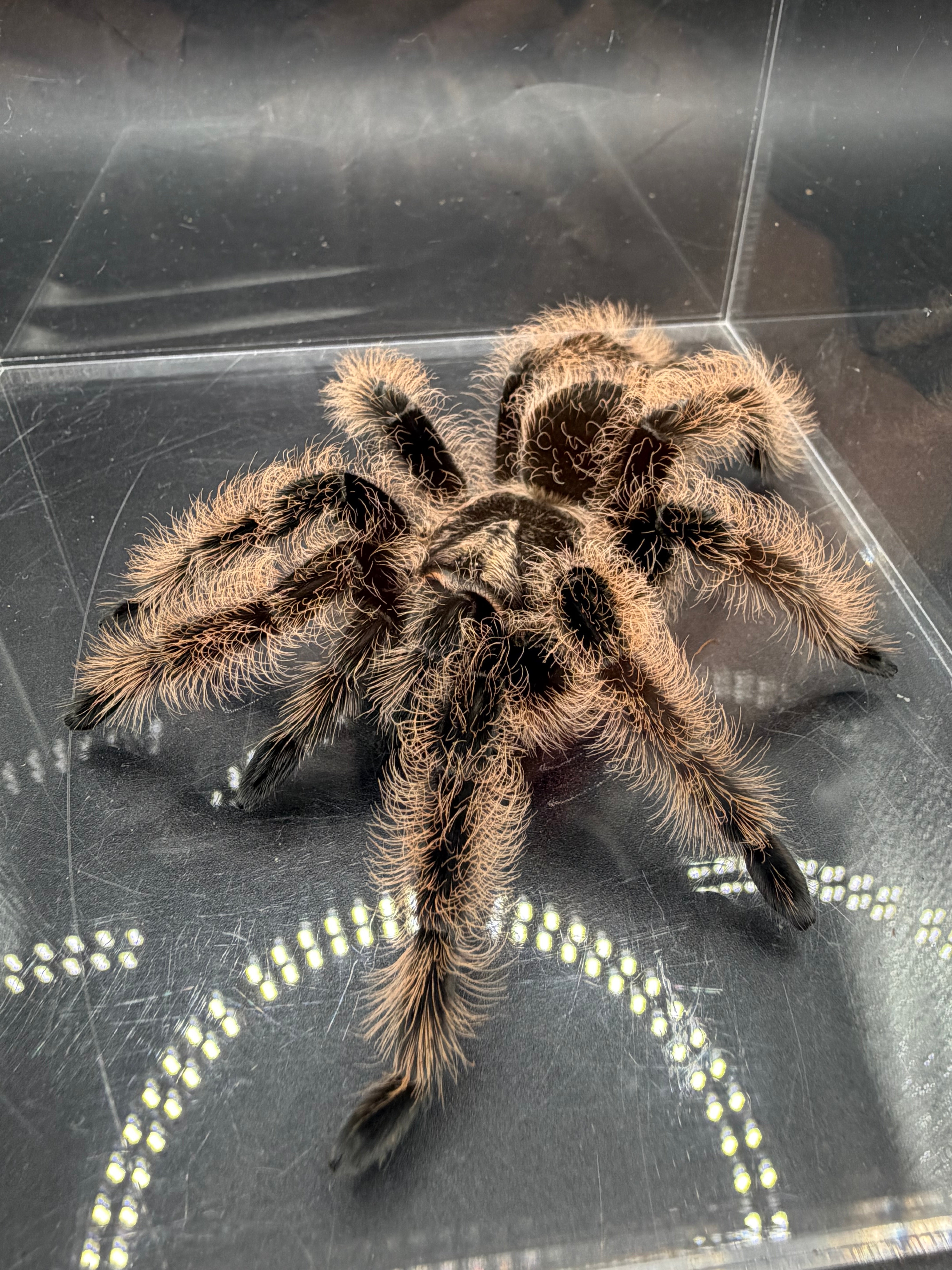 Tarantulas for Sale - Slings to Adults | Big Z's