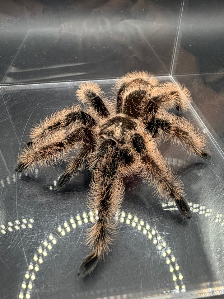Curly Hair Tarantula, Tliltocatl albopilosus