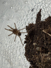 Curly Hair Tarantula (Tliltocatl albopilosus) captive-bred sling, 0.75 to 1 inch